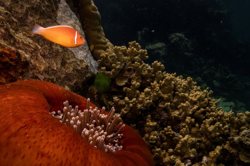 GBR: Australia’s UNESCO Win vs. Climate Threat