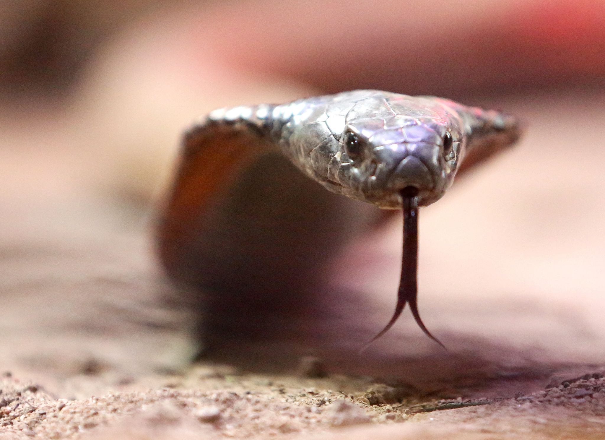 Phantom Menace: German Town Immobilized by a Serpent That Never Was