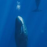 Sperm Whales’ Unique Sleeping Habits Uncovered by Marine Scientists