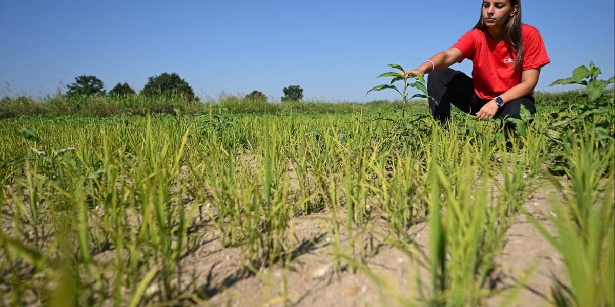 Italy’s Rice Crisis: Europe’s Food Supply at Risk