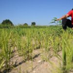 Italy’s Rice Crisis: Europe’s Food Supply at Risk
