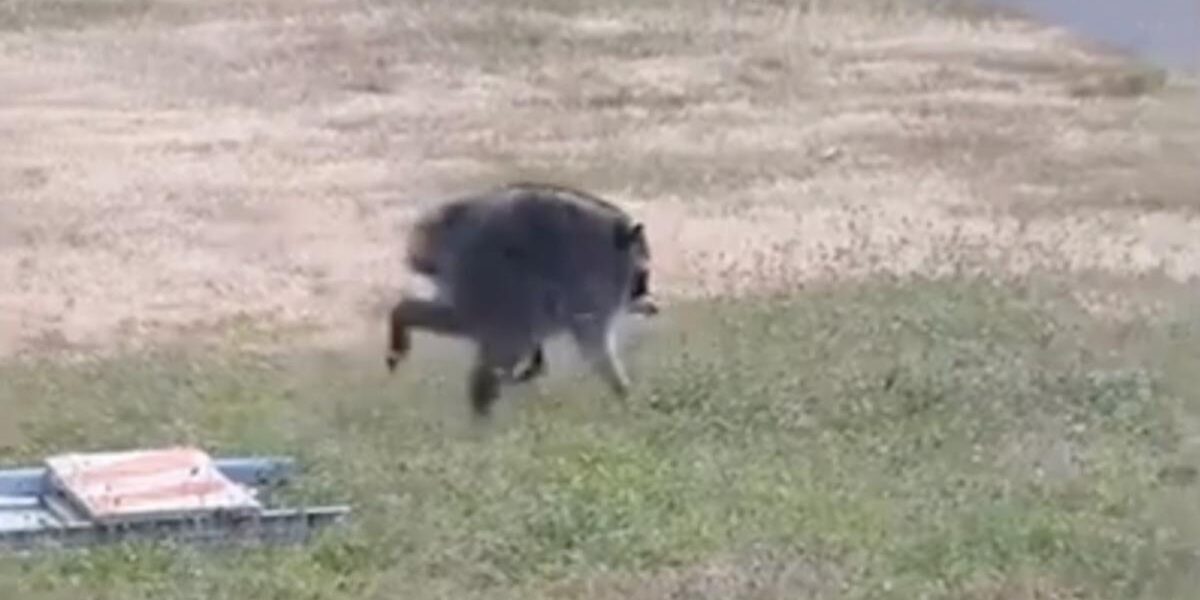 Seattle’s Unusual Visitor: Mutant Raccoon Captivates City Seattle’s Unusual Visitor: Mutant Raccoon Captivates City