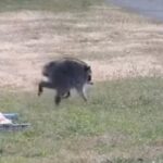 Seattle’s Unusual Visitor: Mutant Raccoon Captivates City Seattle’s Unusual Visitor: Mutant Raccoon Captivates City