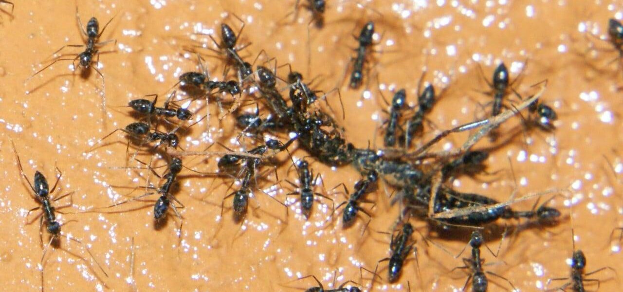 Michelin-Starred Restaurant Owner Faces Jail for Ant-Topped Sorbet in South Korea Michelin-Starred Restaurant Owner Faces Jail for Ant-Topped Sorbet in South Korea