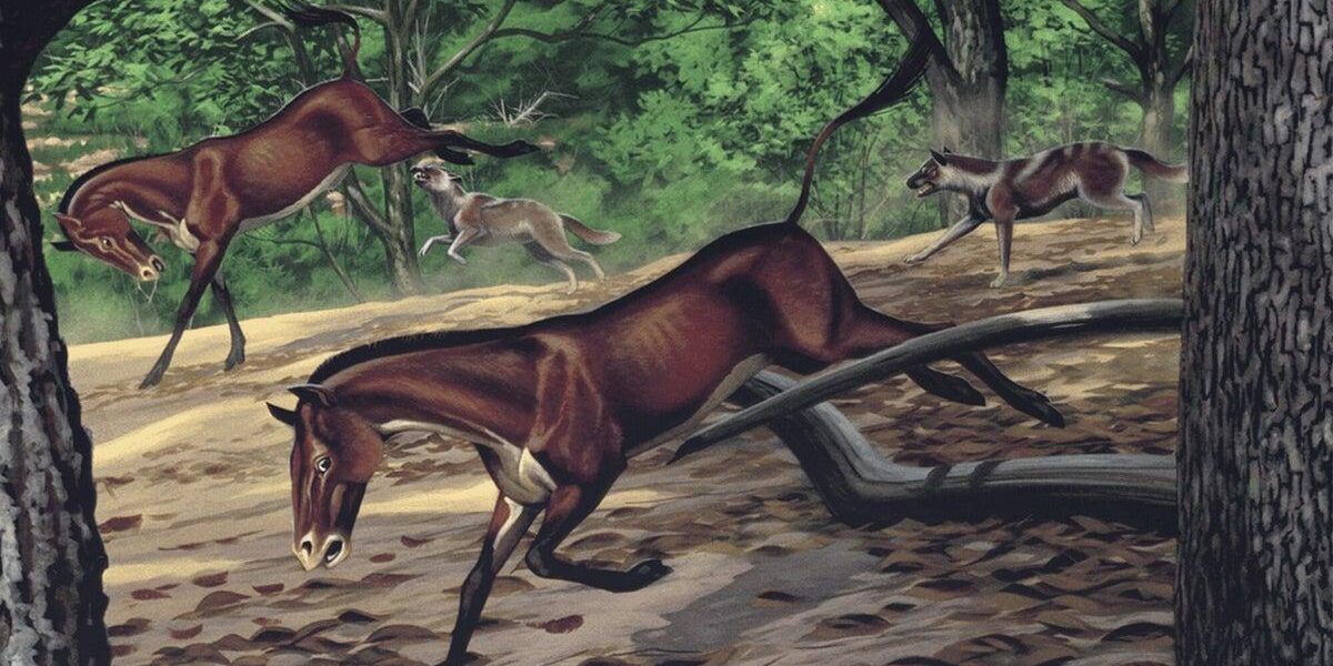 30-Million-Year-Old Fossil Reveals Early Dog’s Unique Anatomy 30-Million-Year-Old Fossil Reveals Early Dog’s Unique Anatomy