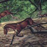 30-Million-Year-Old Fossil Reveals Early Dog’s Unique Anatomy 30-Million-Year-Old Fossil Reveals Early Dog’s Unique Anatomy