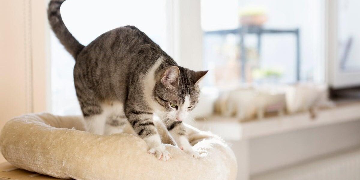 Expert Veterinarian Explains the Behavior Behind Cats’ Paw Kneading Expert Veterinarian Explains the Behavior Behind Cats’ Paw Kneading