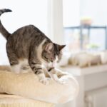 Expert Veterinarian Explains the Behavior Behind Cats’ Paw Kneading Expert Veterinarian Explains the Behavior Behind Cats’ Paw Kneading