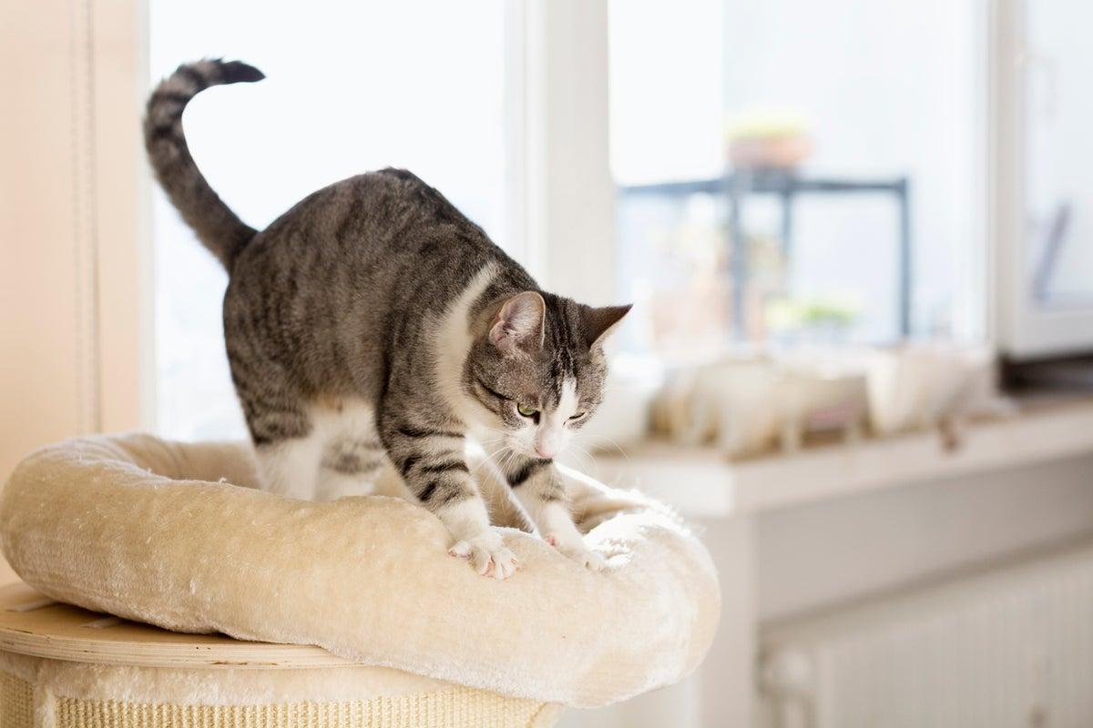 Expert Veterinarian Explains the Behavior Behind Cats’ Paw Kneading Expert Veterinarian Explains the Behavior Behind Cats’ Paw Kneading