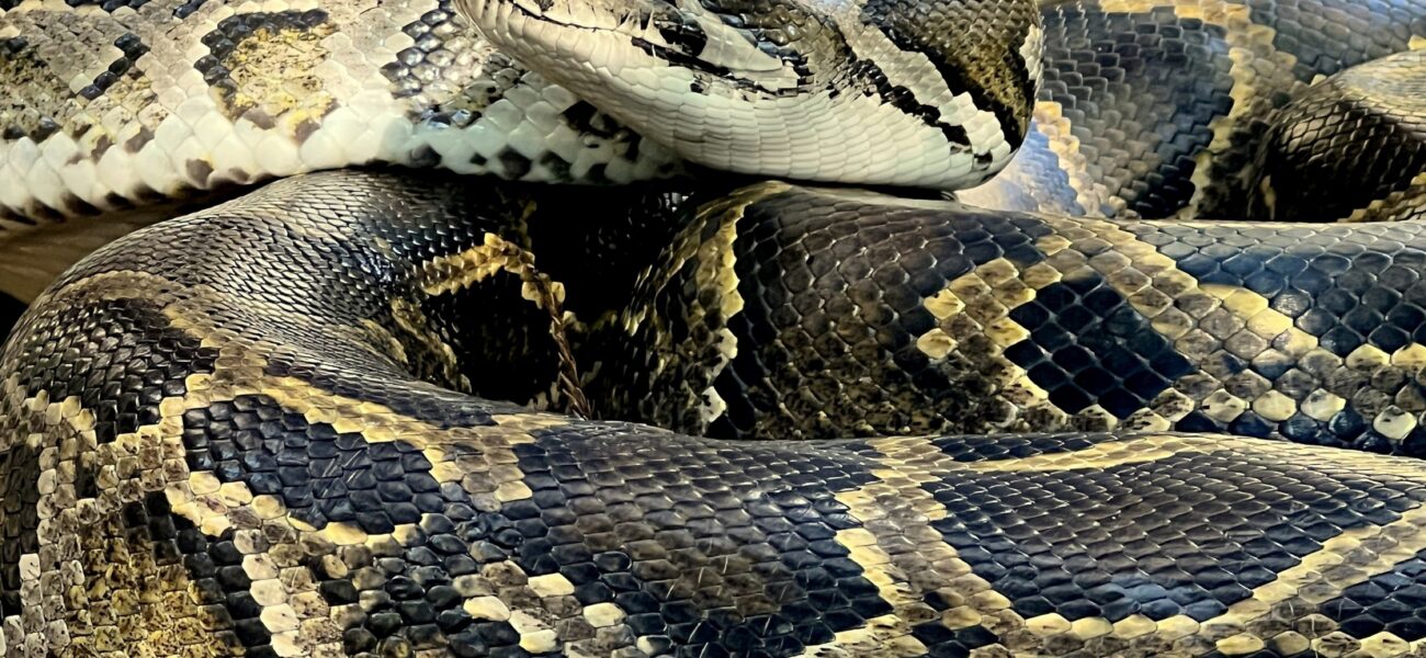 Florida’s Serpent Scourge: Python ‘Hot Spot’ Redefines Wilderness Borders Florida’s Serpent Scourge: Python ‘Hot Spot’ Redefines Wilderness Borders