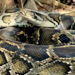 Florida’s Serpent Scourge: Python ‘Hot Spot’ Redefines Wilderness Borders Florida’s Serpent Scourge: Python ‘Hot Spot’ Redefines Wilderness Borders