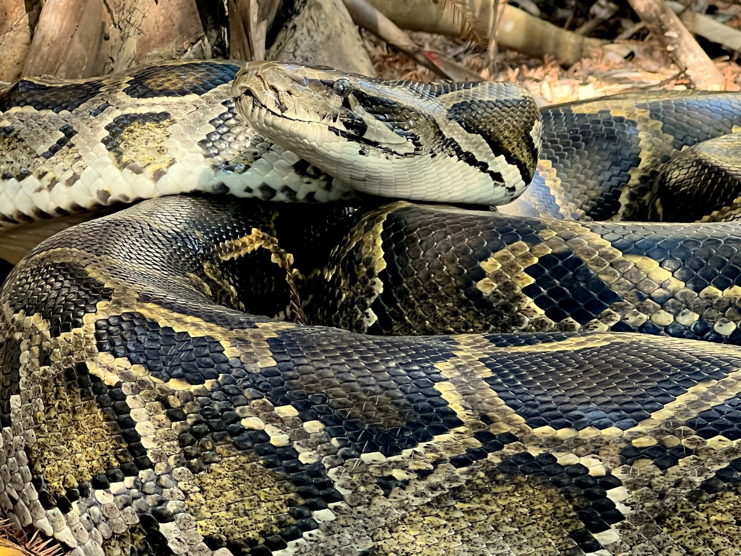 Florida’s Serpent Scourge: Python ‘Hot Spot’ Redefines Wilderness Borders