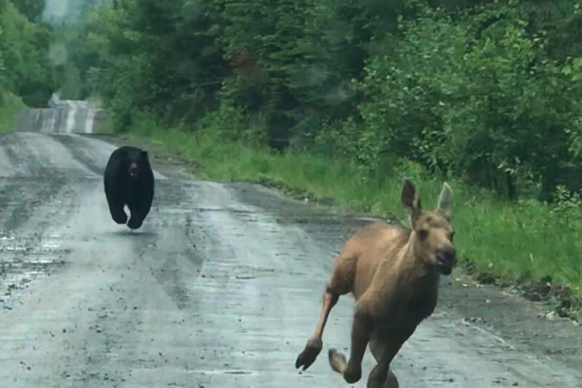 Maine Wildlife: The Ethics of Human Intervention Maine Wildlife: The Ethics of Human Intervention