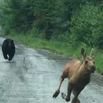 Maine’s Wild: When Humans Intervene. A Policy Debate. Maine’s Wild: When Humans Intervene. A Policy Debate.