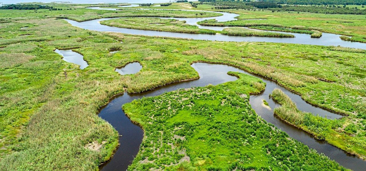 Fatal Alligator Attack: Florida’s Perilous Coexistence Fatal Alligator Attack: Florida’s Perilous Coexistence