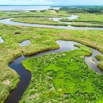 Fatal Alligator Attack: Florida’s Perilous Coexistence Fatal Alligator Attack: Florida’s Perilous Coexistence