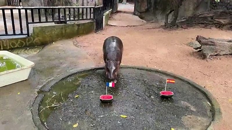 Hoofbeat of Fortune: Thai Pygmy Hippo Steps Into Global Sports Prognostication Limelight Hoofbeat of Fortune: Thai Pygmy Hippo Steps Into Global Sports Prognostication Limelight