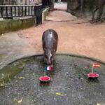 Thai Hippo Oracle Divines World Cup Final, Unveiling Global Distractions