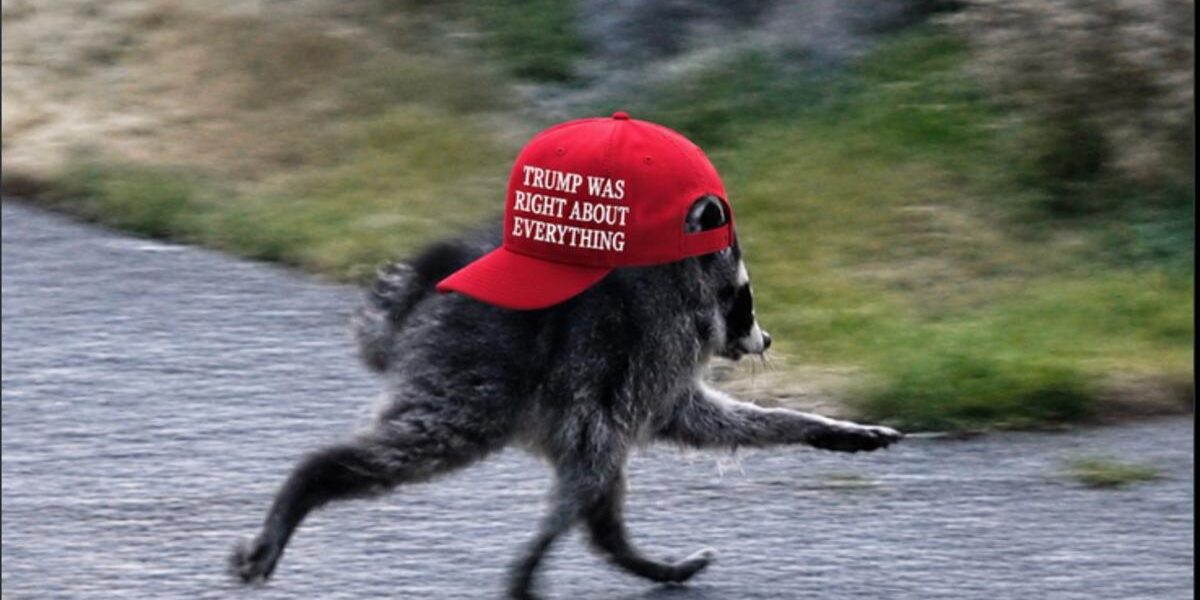 Public Outrage Erupts Over White House’s ‘MAGA’ Raccoon Post Public Outrage Erupts Over White House’s ‘MAGA’ Raccoon Post