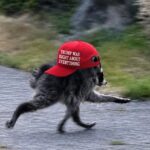 Public Outrage Erupts Over White House’s ‘MAGA’ Raccoon Post