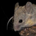 Andean Mouse Thrives at Extreme High Altitudes