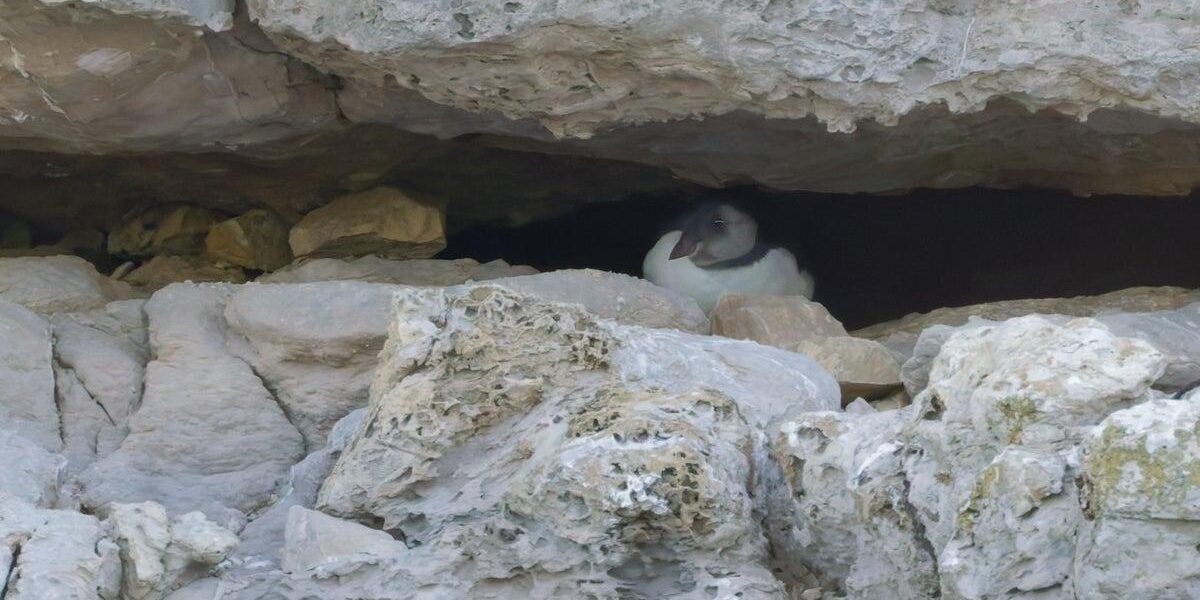 Dorset Puffin Colony Welcomes First Chick in Decades Dorset Puffin Colony Welcomes First Chick in Decades