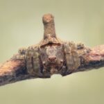 The Silent Scourge: When Tiny Wings Unravel Washington’s Orchards The Silent Scourge: When Tiny Wings Unravel Washington’s Orchards