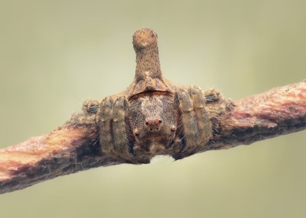 The Silent Scourge: When Tiny Wings Unravel Washington’s Orchards The Silent Scourge: When Tiny Wings Unravel Washington’s Orchards