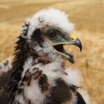 UK’s Rarest Bird of Prey, Montagu Harrier, Nests Successfully for Second Year UK’s Rarest Bird of Prey, Montagu Harrier, Nests Successfully for Second Year