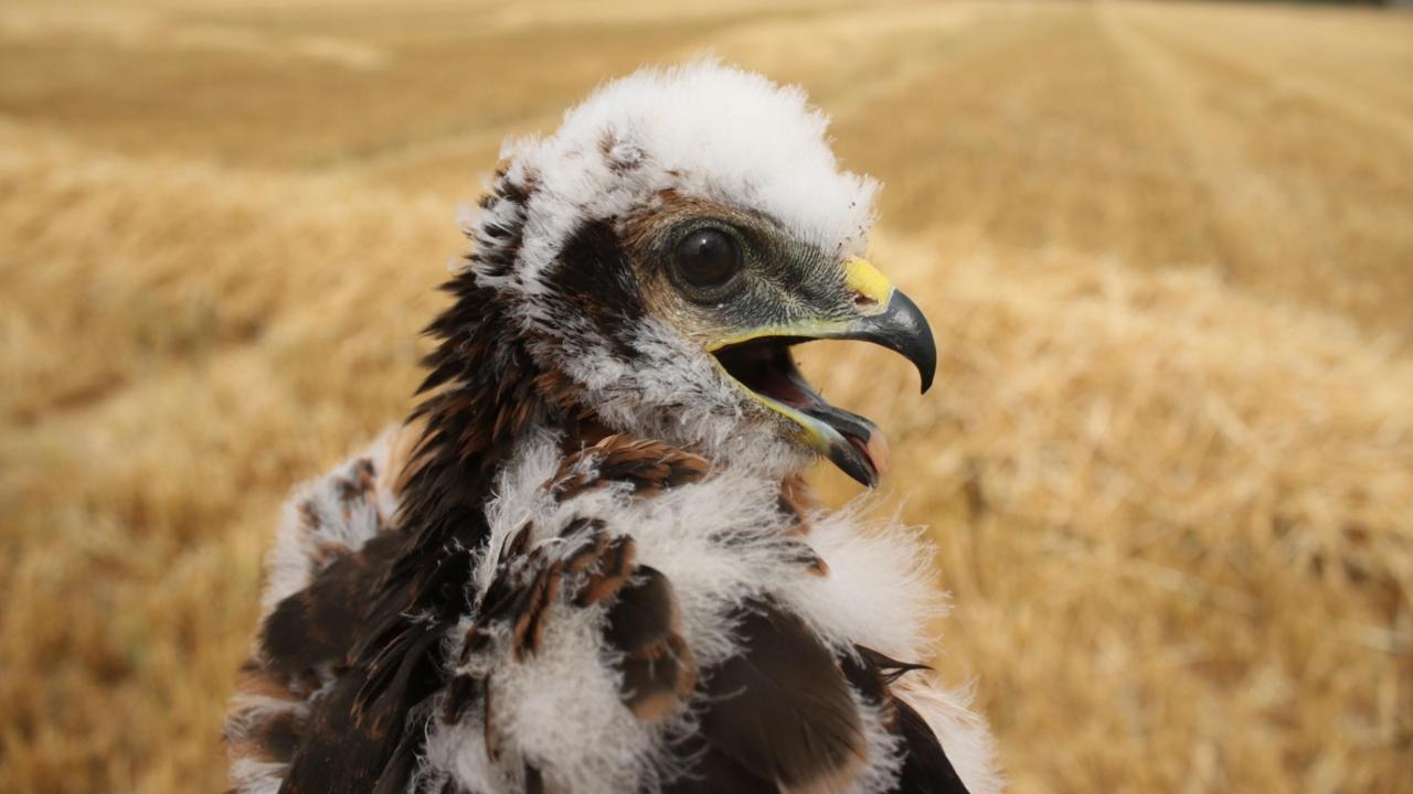 UK’s Rarest Bird of Prey, Montagu Harrier, Nests Successfully for Second Year UK’s Rarest Bird of Prey, Montagu Harrier, Nests Successfully for Second Year