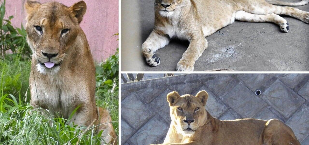 Three Lions Die of Suspected Heatstroke at Tokyo Zoo Amid Record Heat