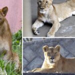 Three Lions Die of Suspected Heatstroke at Tokyo Zoo Amid Record Heat Three Lions Die of Suspected Heatstroke at Tokyo Zoo Amid Record Heat