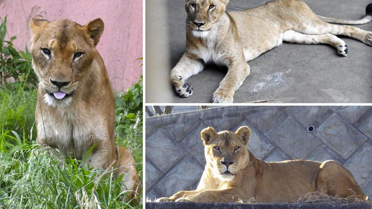 Three Lions Die of Suspected Heatstroke at Tokyo Zoo Amid Record Heat Three Lions Die of Suspected Heatstroke at Tokyo Zoo Amid Record Heat