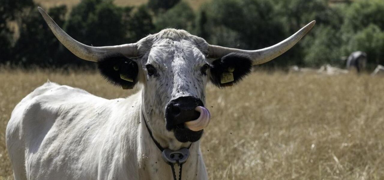 White Park Cattle Introduced to Castle Howard Estate for Rewilding Initiative