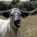 White Park Cattle Introduced to Castle Howard Estate for Rewilding Initiative