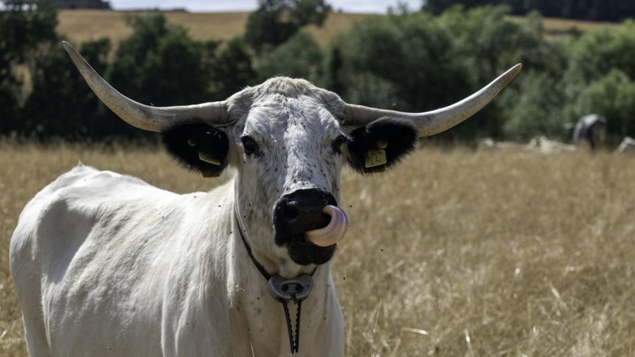 White Park Cattle Introduced to Castle Howard Estate for Rewilding Initiative White Park Cattle Introduced to Castle Howard Estate for Rewilding Initiative