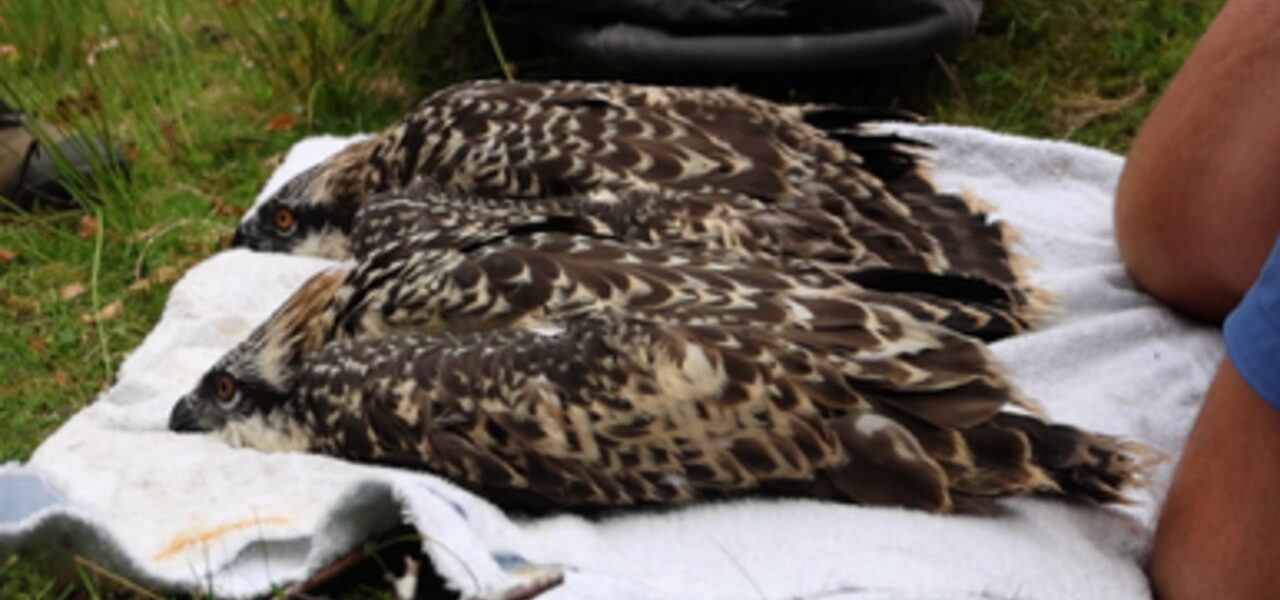Historic Milestone: Two Osprey Chicks Born on Anglesey Historic Milestone: Two Osprey Chicks Born on Anglesey