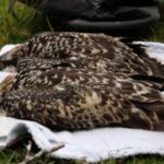 Historic Milestone: Two Osprey Chicks Born on Anglesey Historic Milestone: Two Osprey Chicks Born on Anglesey