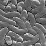 Global Alert: Vibrio vulnificus Infections Surge Worldwide Global Alert: Vibrio vulnificus Infections Surge Worldwide