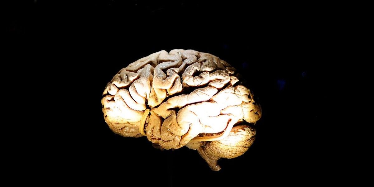 Innovative Study Uses Fruit Flies to Explore Memory Retrieval and False Memory Formation Innovative Study Uses Fruit Flies to Explore Memory Retrieval and False Memory Formation