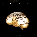 Innovative Study Uses Fruit Flies to Explore Memory Retrieval and False Memory Formation Innovative Study Uses Fruit Flies to Explore Memory Retrieval and False Memory Formation