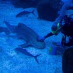 US Scientists Use Sharks to Enhance Hurricane Prediction Accuracy US Scientists Use Sharks to Enhance Hurricane Prediction Accuracy