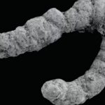 New Research Links Animal Feces to Cambrian Explosion