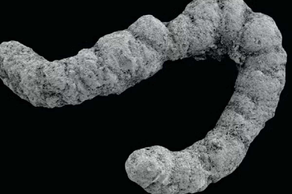 New Research Links Animal Feces to Cambrian Explosion New Research Links Animal Feces to Cambrian Explosion