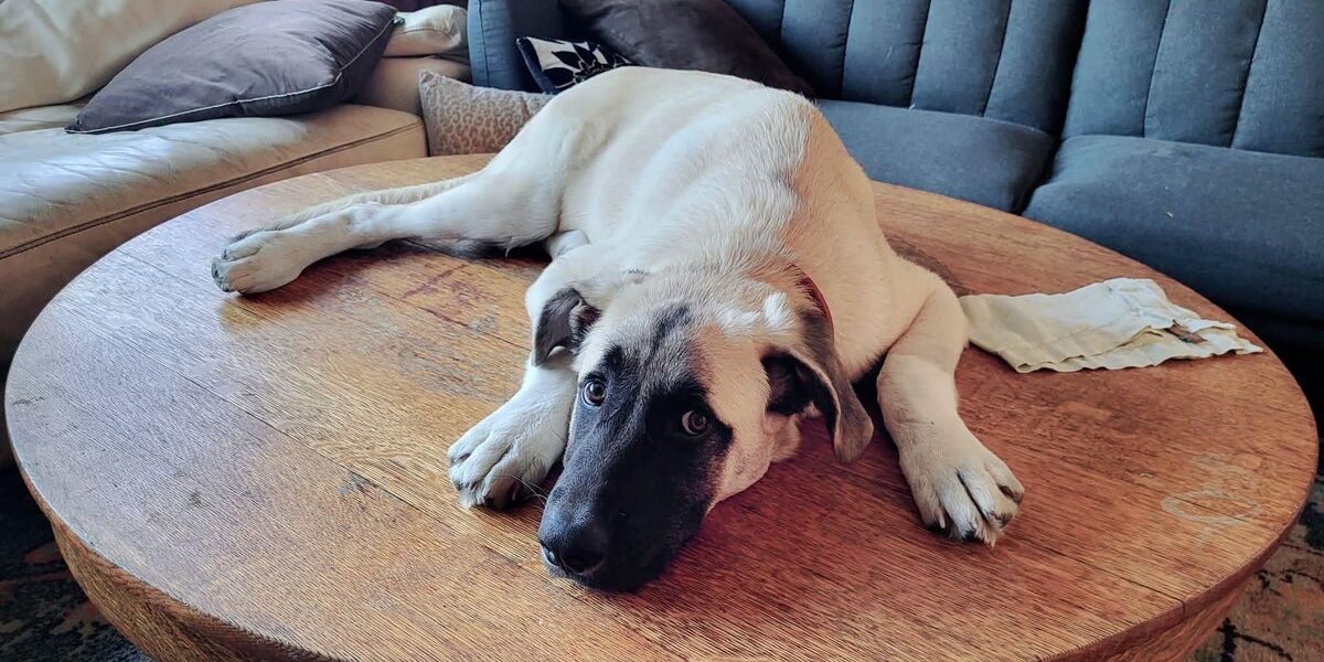 California Dog Euthanized Despite Supreme Court Appeal
