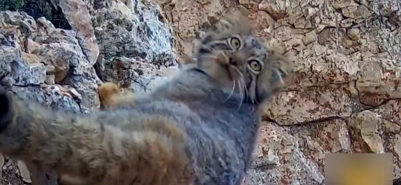 Rare Pallas’s Cat Sighted in Northern Iran Mountains Rare Pallas’s Cat Sighted in Northern Iran Mountains