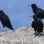 Record-Breaking Chough Population Reported by RSPB England Record-Breaking Chough Population Reported by RSPB England