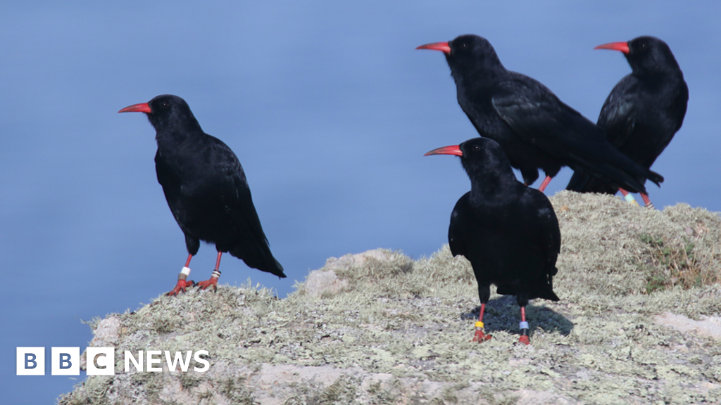 Record-Breaking Chough Population Reported by RSPB England