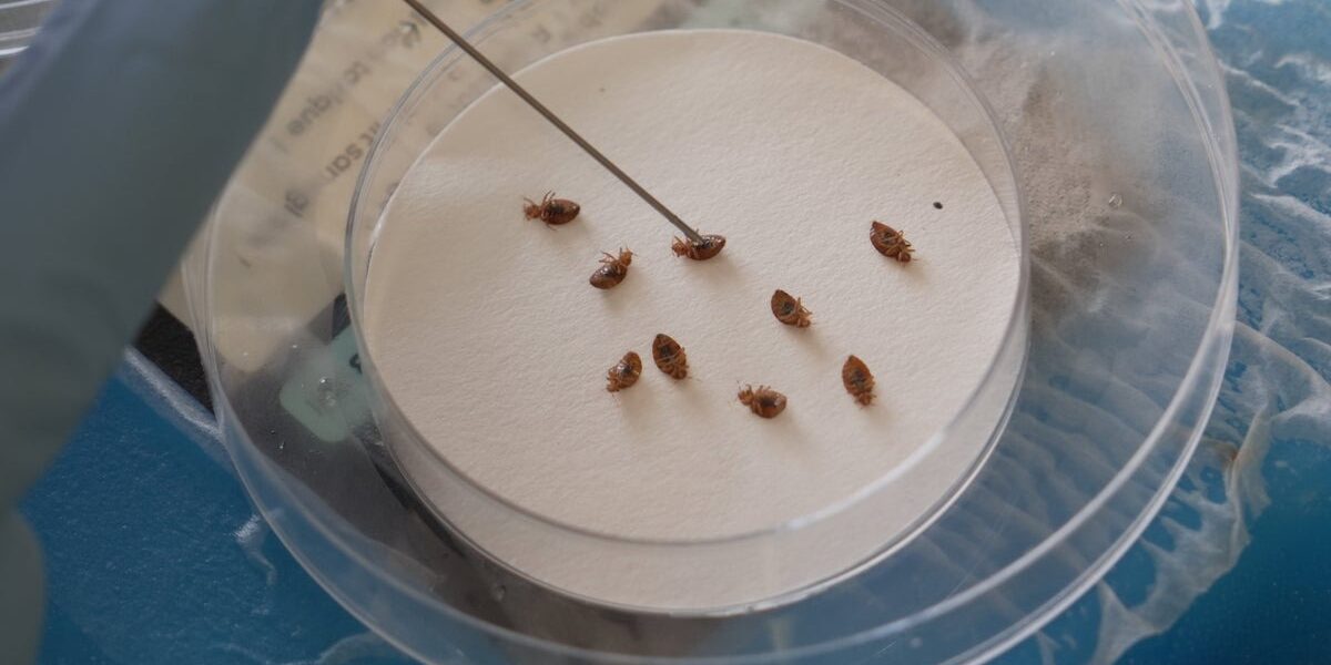Surge in Bedbug Infestations Poses New Health Risks