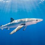 Fisherman Bitten by Blue Shark Off County Waterford Coast Fisherman Bitten by Blue Shark Off County Waterford Coast